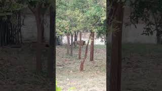 Roaring Lion 🦁 #సింహం #lion  #zoo #tirumala #tirupati #hungrylion #roar #roaringlion #viral #shorts