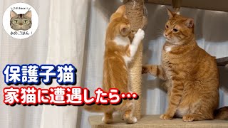 元野良子猫のチミちゃんが先住猫との対面！！