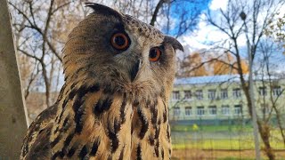 The Scoops were found, the Eagle owl Yoll is cooling off, the owlet Luchik is busy with everything