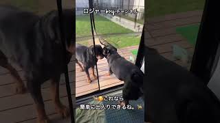 外にでやすい🦮🦮🥰　#pets #ロットワイラー #大型犬