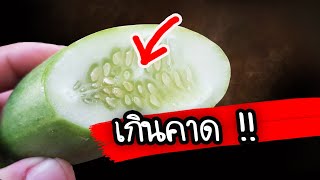 7 สิ่งดีเกินคาด!! เกิดขึ้นกับคนกินแตงกวา แนะใครกินบ่อยไม่ให้เกิดโทษให้ทำแบบนี้ | Nava DIY