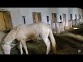 the science and skill of horse breeding a complete guide