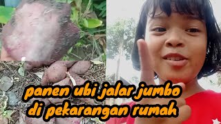 keseruan panen ubi jalar, buahnya jumbo banget guys