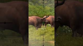 RED KOUPREY BULL HUNTING CLASH #shorts