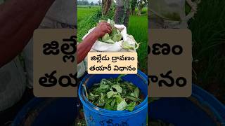 #జిల్లేడు ద్రావణం తయారీ,ఉపయోగాలు| పంటకు చేసే మేలు#naturalfarming#ప్రకృతివ్యవసాయం#naturalfarm#nature