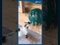 Pygmy Goat Tear Drop Hay Feeder - JFC Agri