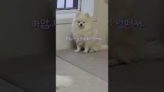 졸다가 일어났는데 한쪽눈 안 떠져서 당황한 강아지ㅋㅋ#shorts