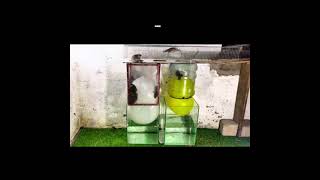 Homemade mouse trap | the most effective simple homemade rat trap #174