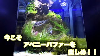 【淡水フグ】海レイアウト水槽をリメイクしてアベニーパファー水槽を立ち上げ・飼育・ディナータイム【aquarium】