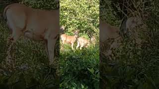 3 young bucks with velvety antlers in the Berkeley hills