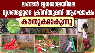 ലണ്ടന്‍ മൃഗശാലയിലെ  മൃഗങ്ങളുടെ  ക്രിസ്തുമസ് ആഘോഷം  കൗതുകമാകുന്നു | LONDON ZOO CHRISTMAS