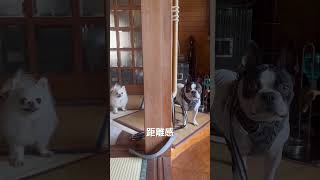 不機嫌チワワと古民家 #bostonterrier #フレンチブルドッグ #ボストンテリア #dog #shibainu #犬