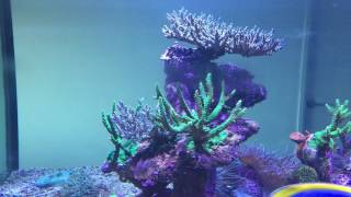 800 Gallon Reef Tank Introduction