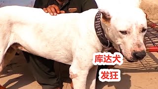 170斤库达犬突然发狂，横冲乱撞满地乱滚，起因令人气愤