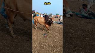 कसा आहे हत्यार | ज़बरदस्त गावरन बैल | एप्पल बैल | #trending #shorts #shankarpat #bull #cow #reels