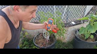 BSA concept, culture de tomate en pots sous électroculture avec spirale ighina cuivre et aluminium