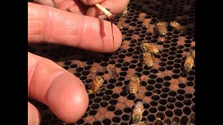 Bee brood diseases