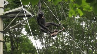 午後の食事の時間　Afternoon meal time   チンパンジー　多摩動物公園