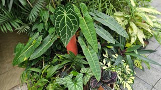 Garden Cleaning /Green leaves by fasi