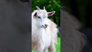 🤣🤣nom nom sound ||goat funny video #viral #trending #shortsfeed