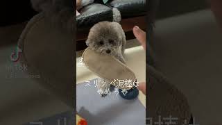 【Don't you dare steal my slippers!】Cute \u0026 Funny Dog Shorts Videos