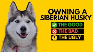 Owning a Siberian Husky: The Good, The Bad, The Ugly