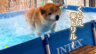 巨体柴犬のプール上がりの柴ドリルシャワーは威力がすごい笑