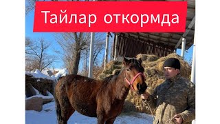 Тай бордақылау, откорм , жылқы семірту, қора жай!!!🐴🐴🐴