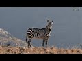 LIVE at the waterhole - 31 May 2025
