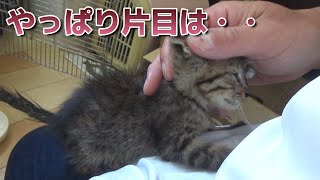 片目が大変な保護した子猫、病院へ行った結果が・・