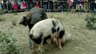 Truffle hunting demonstration with a pig