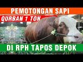 Sapi Qurban Super 1 Ton Dipotong Di RPH