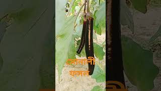 সোনালী ফসল