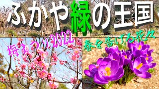 【ふかや緑の王国】【梅まつり2022】【春を告げる花々：福寿草 ・クロッカス・雪割草・立金花など  】【埼玉県 深谷市】／4K／  Fukaya Green kingdom