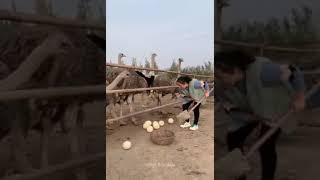 To find an ostrich egg 🔥🔥ഒട്ടകപക്ഷിയുടെ മുട്ട കണ്ടേ🔥🔥🔥