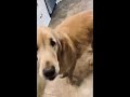 cat politely opens gate for golden retriever viralhog