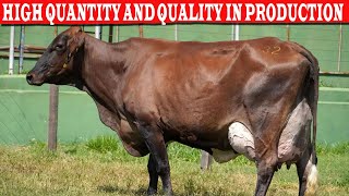 ⭕ GIROLANDO PLUS, HIGH QUANTITY AND QUALITY IN PRODUCTION ✅  Dairy Cow