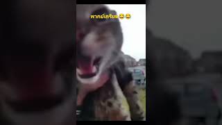 กูมีชื่อว่าแมวเป้า #funny #foryou #พากย์นรก #พากย์เกรียน #มีมไทย #มีม #คลิปตลก