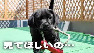 子犬の飼い始めからの愛犬画像がかわいいラブラドールレトリバー