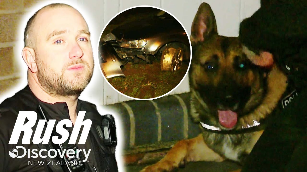 Police Dogs Hunt Down Dangerous Driver As Car Chase Turns Into A Runner ...