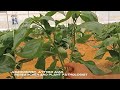 تربية نبات الفلفل هولندى - مهندس ايثر عمرو| Dutch Plant Breeding-Agronomist Ayther Amr