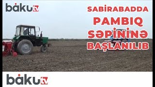 Sabirabadda pambıq səpininə başlanılıb