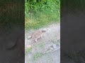 little dog aska plays with a british cat