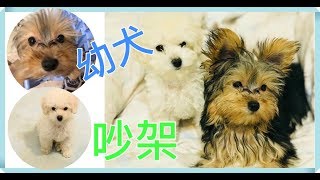 【狗狗打架】貴賓狗幼犬＆約克夏幼犬打阿打