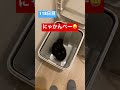 【118日目】愛猫にゴミ箱を占拠される（「あっかんべー」が可愛いすぎる）