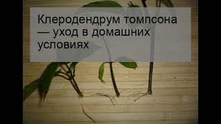 Клеродендрум томпсона — уход в домашних условиях