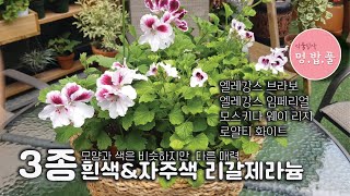 제라늄,리갈제라늄 비슷하지만 크기와 매력이 다른 흰색\u0026자주색 3종,엘레강스 브라보,엘레강스 임페리얼,모스키다웨이리지,로얄티 화이트