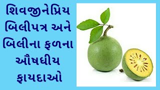 બીલી ના ફાયદા | Benefits of Bael Fruit and Bael leaf | Bael ke fayde | Bili na fayda | Wood apple