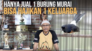 Sukses Ternak Murai Batu Dengan Kandang Minimalis di Pinggir Kali