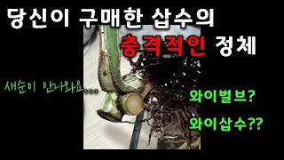 이런삽수는 절대!! 사지 마세요😡 #와이삽수 #와이벌브 가 뭐길래...?! 🌱식물구매 식쇼핑 꿀팁🌱아무도 알려주지 않았던... #y벌브 #y삽수